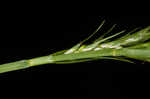 Asian shortstem sedge